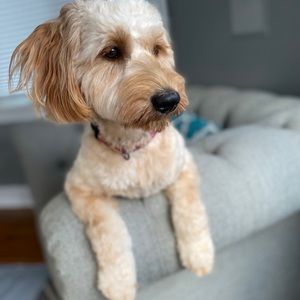 Meet your Posher, Ben